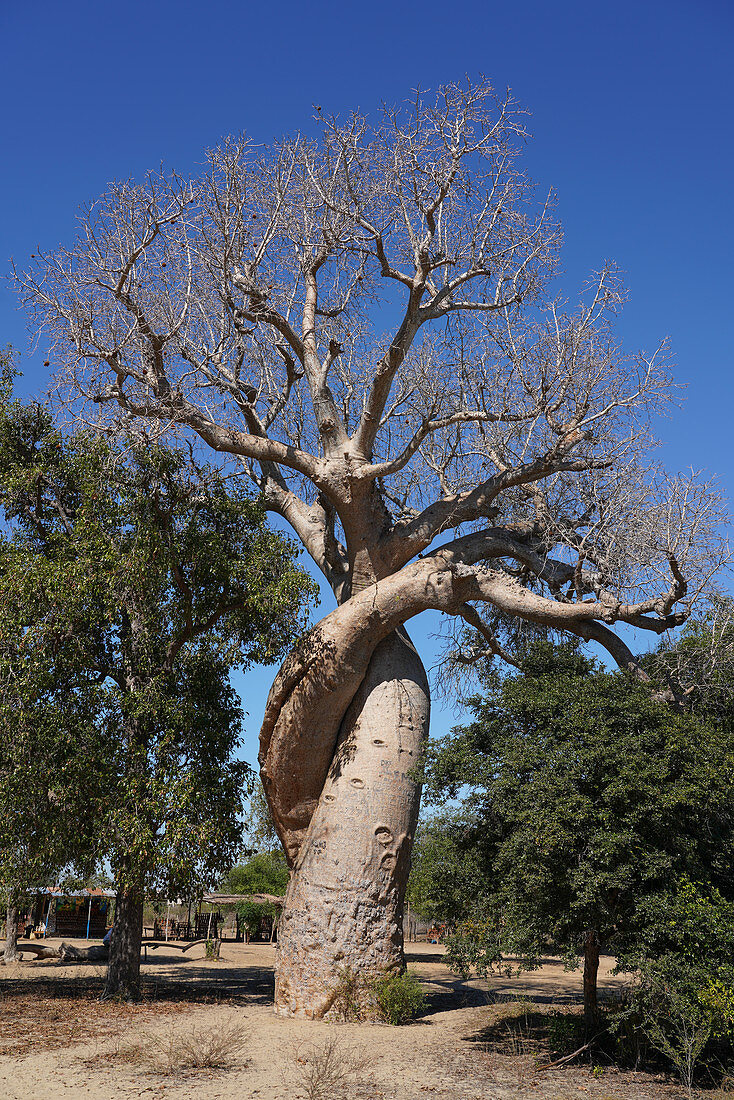 Liebhaber Baobab (Baobab Amoureux), Adansonia za Baum nahe Kirindy Forest, Morondava, West-Madagaskar, Afrika