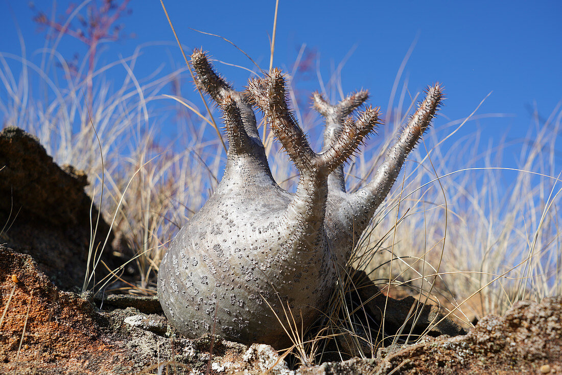 Elefantenfußpflanze (Pachypodium rosulatum), Isalo-Nationalpark, Provinz Fianarantsoa, Region Ihorombe, Süd-Madagaskar, Afrika