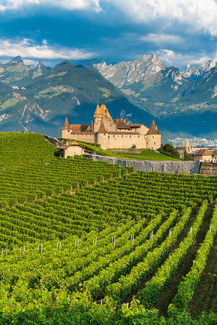 Aigle Castle and vineyards with the Swiss Alps in background, canton of Vaud, Switzerland, Europe