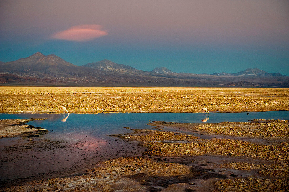 Flamingos in Salar de Atacama, Chile, South America