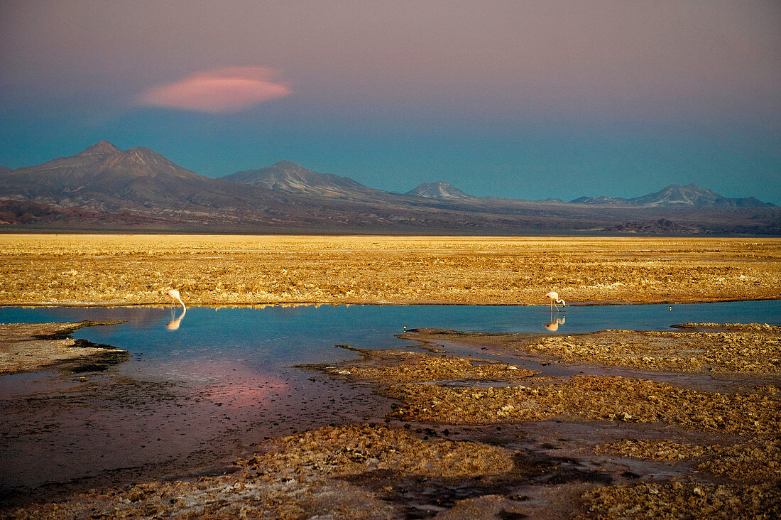 Flamingos in Salar de Atacama, Chile, Südamerika