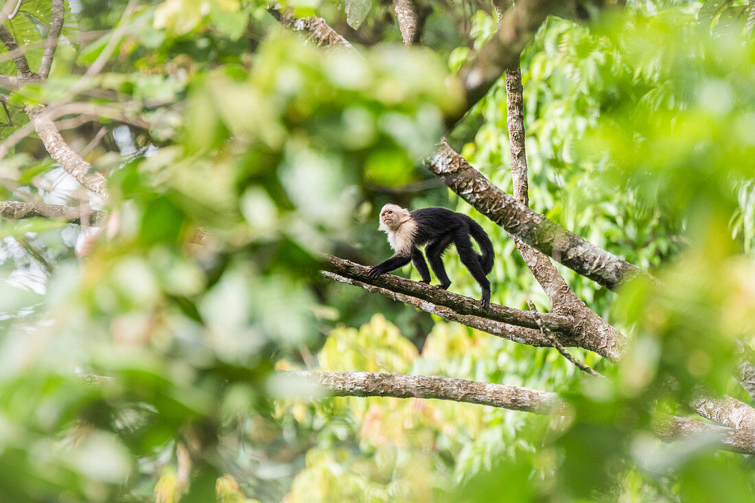 White-headed capuchin (Cebus imitator), Arenal Volcano National Park, near La Fortuna, Alajuela Province, Costa Rica, Central America