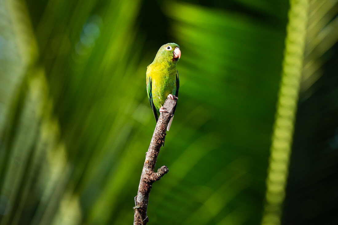 Orange Chinned Sittich (Brotogeris Jugularis), Boca Tapada, Provinz Alajuela, Costa Rica, Mittelamerika