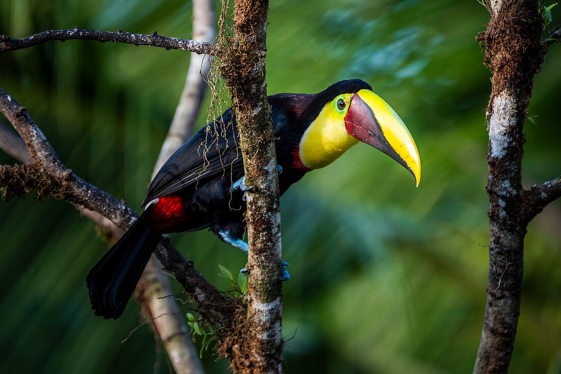 Chestnut-mandibled Toucan or Swainsons Toucan (Ramphastos ambiguus swainsonii), Boca Tapada, Alajuela Province, Costa Rica, Central America