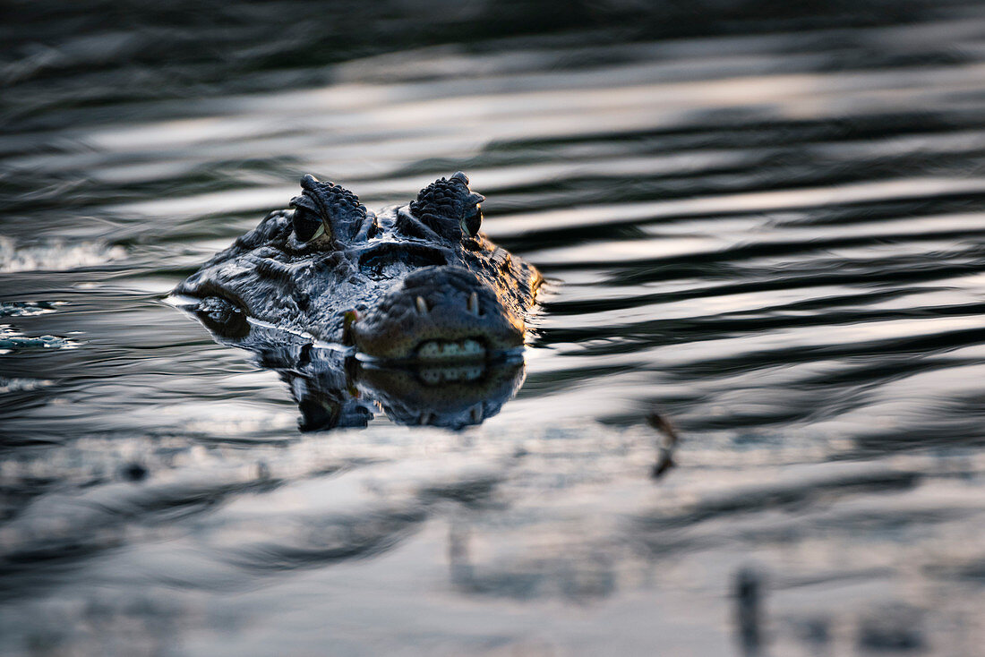 Brillen-Caiman (Caiman crocodilus), Boca Tapada, Provinz Alajuela, Costa Rica, Mittelamerika