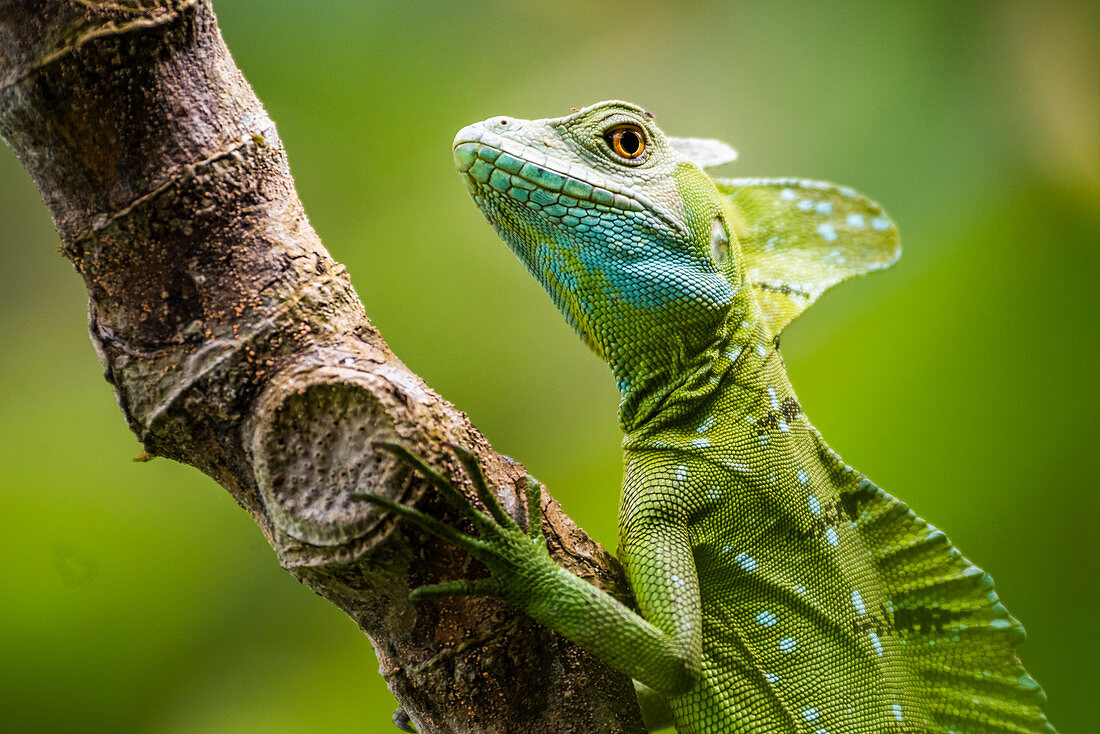Green Plumed Basilisk Lizard (Basiliscus plumifrons), Boca Tapada, Alajuela Province, Costa Rica, Central America