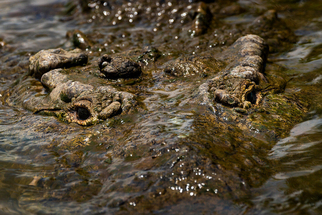 American Crocodile (Crocodylus acutus), Tarcoles River, Carara National Park, Puntarenas Province, Costa Rica, Central America