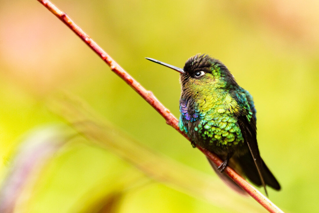 Fiery-throated Hummingbird (Panterpe insignis), San Gerardo de Dota, San Jose Province, Costa Rica, Central America