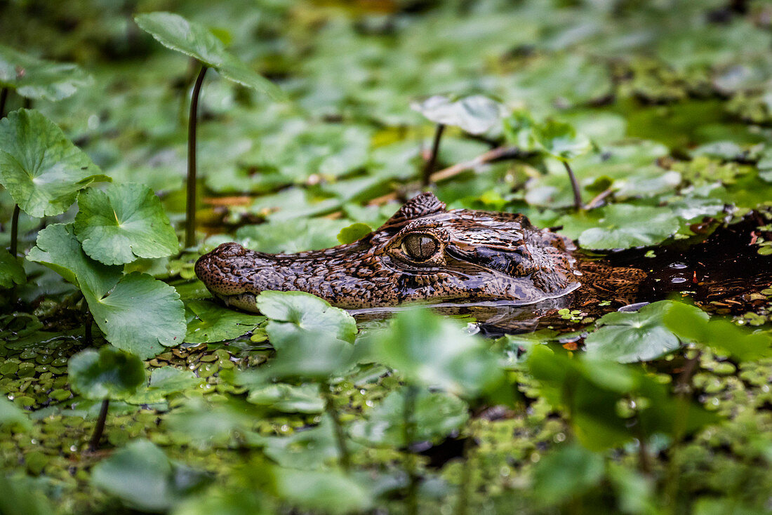 Spectacled Caiman (Caiman Crocodilus), Tortuguero National Park, Limon Province, Costa Rica, Central America