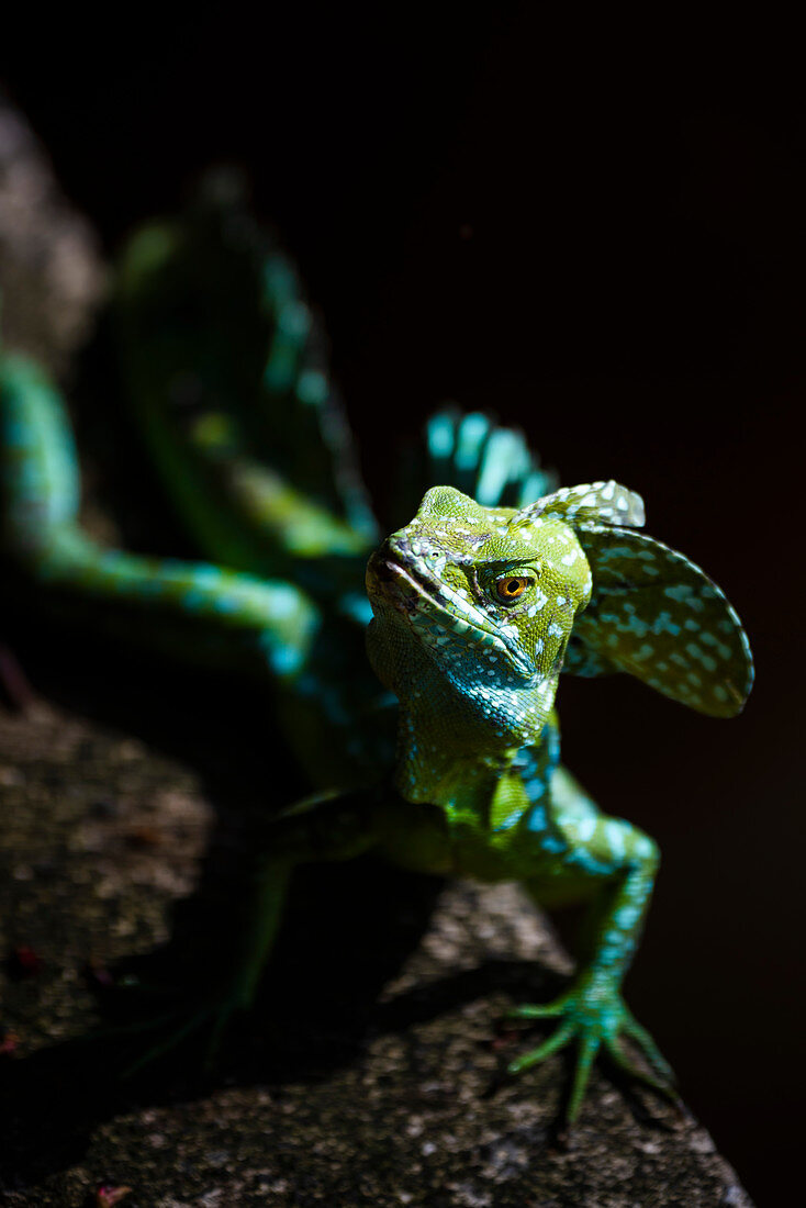 Common Basilisk (Jesus Christ Lizard) (Basiliscus Basiliscus), Tortuguero National Park, Limon Province, Costa Rica, Central America