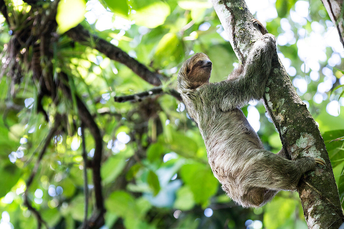 Brown-throated three-toed Sloth (Bradypus variegatus), Tortuguero National Park, Limon Province, Costa Rica, Central America
