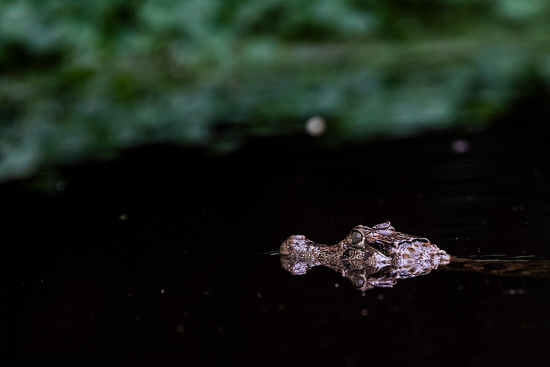 Brillen-Kaiman (Caiman Crocodilus), Tortuguero-Nationalpark, Provinz Limon, Costa Rica, Mittelamerika