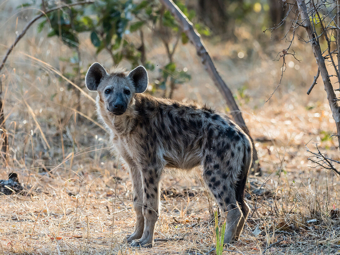 An adult spotted hyena (Crocuta crocuta), South Luangwa National Park, Zambia, Africa