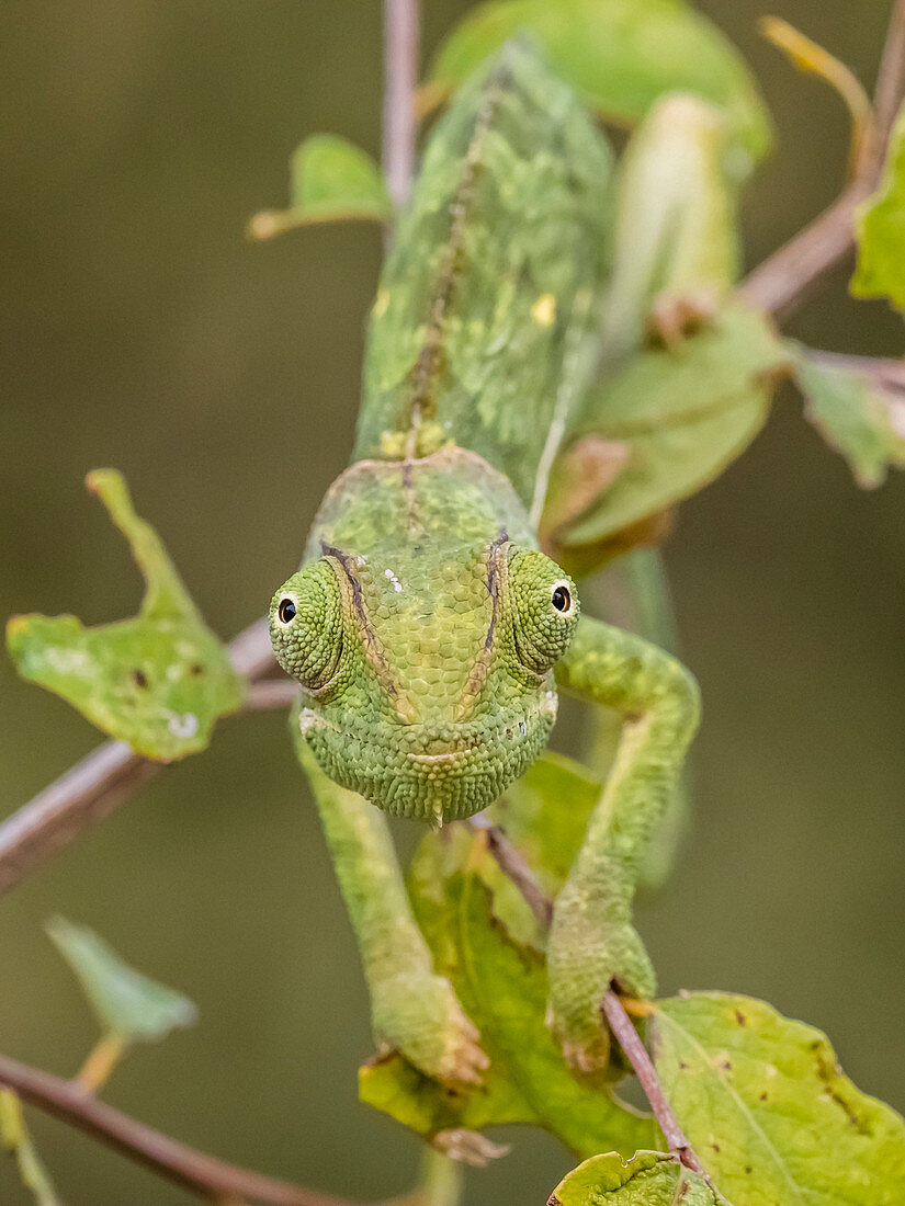 An adult flap-necked chameleon (Chamaeleo dilepis), South Luangwa National Park, Zambia, Africa