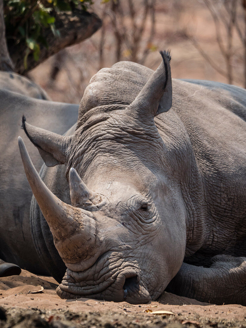 An adult southern white rhinoceros (Ceratotherium simum simum), guarded in Mosi-oa-Tunya National Park, Zambia, Africa