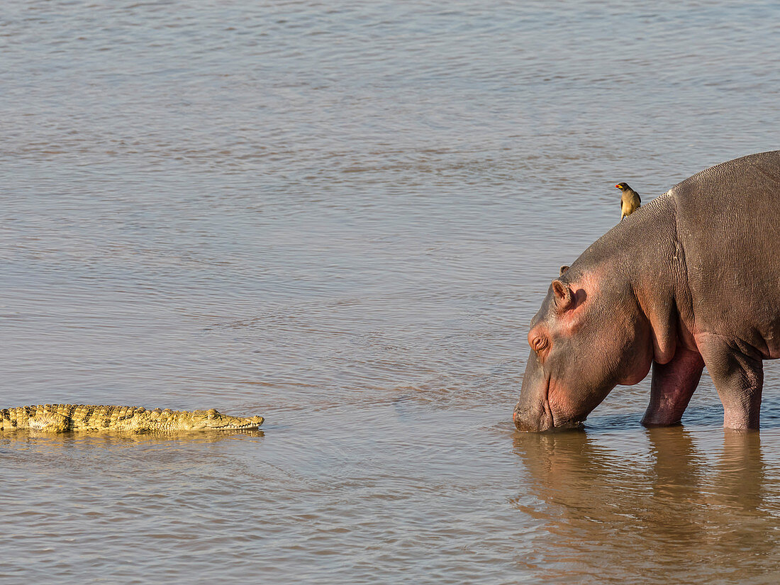 Hippopotamus (Hippopotamus amphibius), with Nile crocodile in South Luangwa National Park, Zambia, Africa