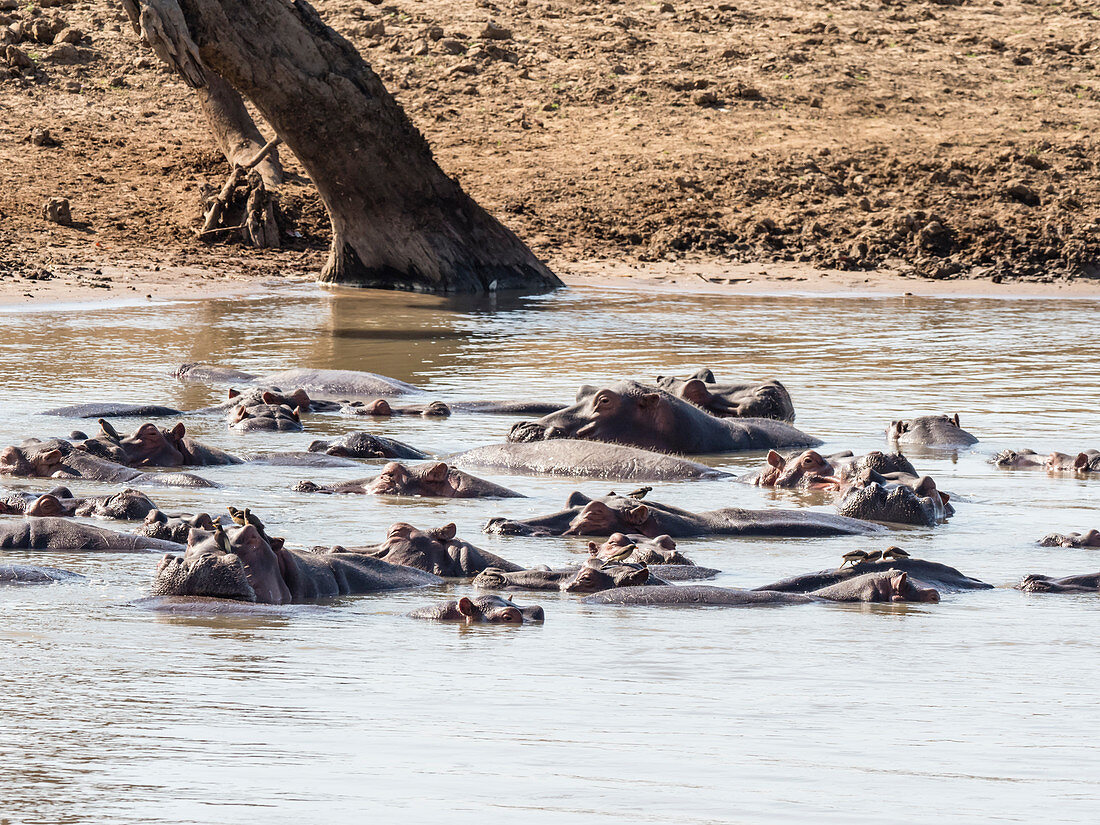 Hippopotamus (Hippopotamus amphibius), South Luangwa National Park, Zambia, Africa