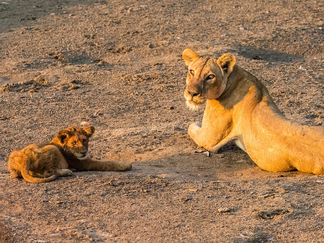 Eine erwachsene Löwin (Panthera Leo) mit verspieltem Jungen entlang des Luangwa-Flusses im Süd-Luangwa-Nationalpark, Sambia, Afrika