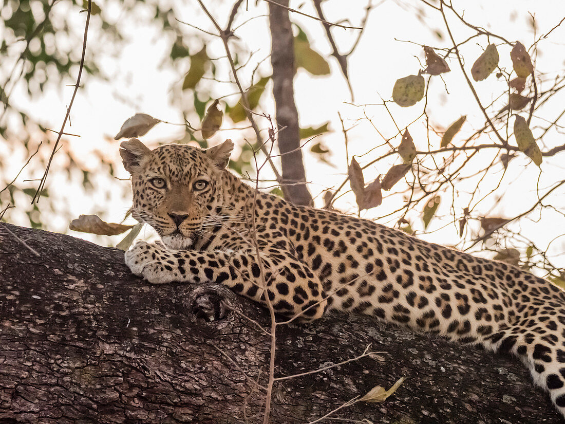 Ein erwachsener weiblicher Leopard (Panthera pardus), South Luangwa National Park, Sambia, Afrika