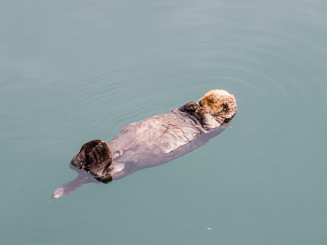 Ein erwachsener Seeotter (Enhydra lutris), der auf seinem Rücken im Hafen bei Kodiak, Kodiak Island, Alaska, Vereinigte Staaten von Amerika, Nordamerika ruht