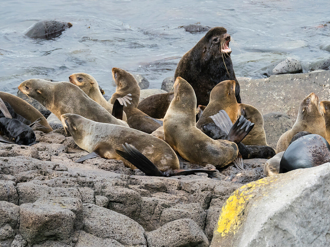 Breeding colony of northern fur seals (Callorhinus ursinus) on St. Paul Island, Pribilof Islands, Alaska, United States of America, North America