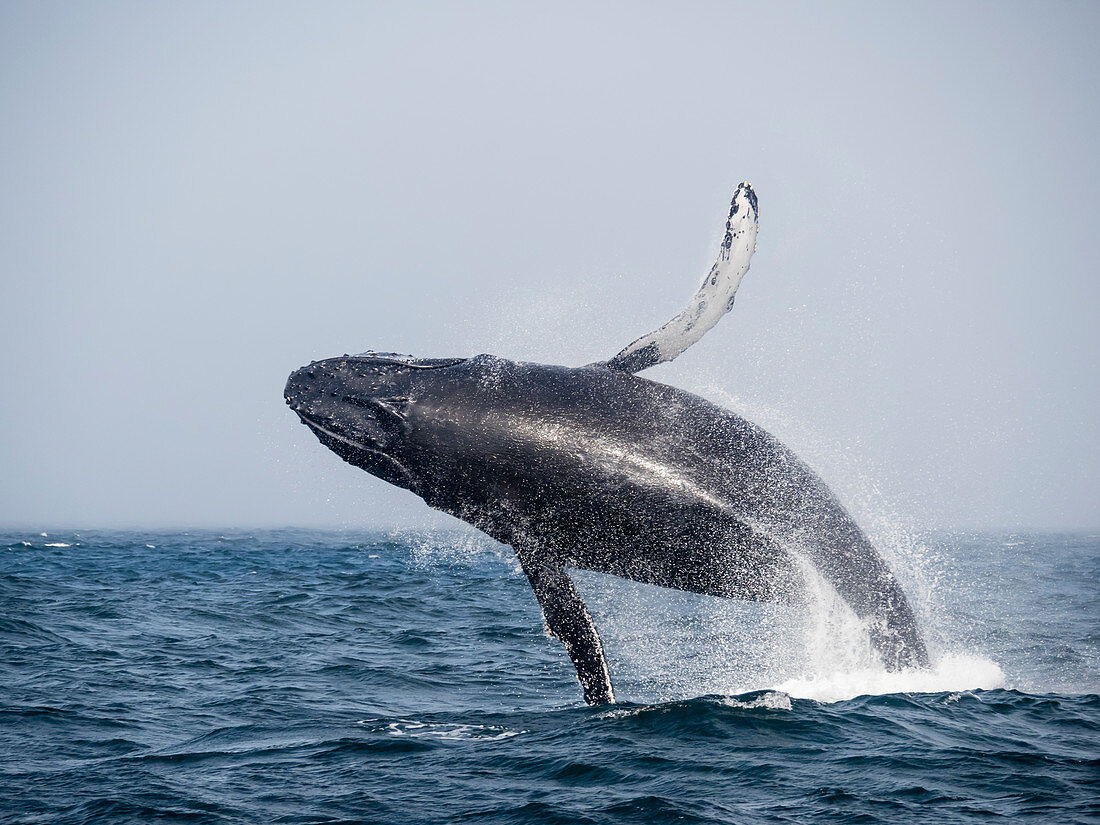 Humpback whale (Megaptera novaeangliae), breaching in Monterey Bay National Marine Sanctuary, California, United States of America, North America