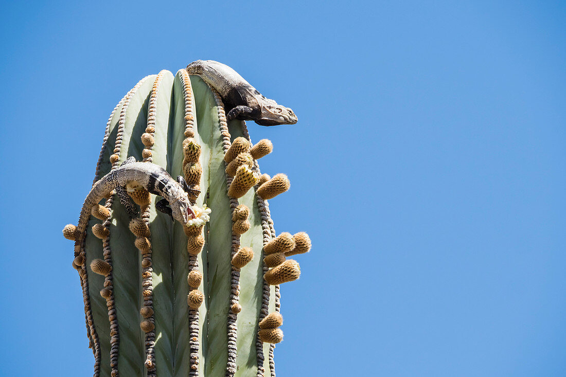 San Esteban Stachelschwanz-Leguane (Ctenosaura obscicuosa), Kaktus essen, Isla San Esteban, Baja California, Mexiko, Nordamerika