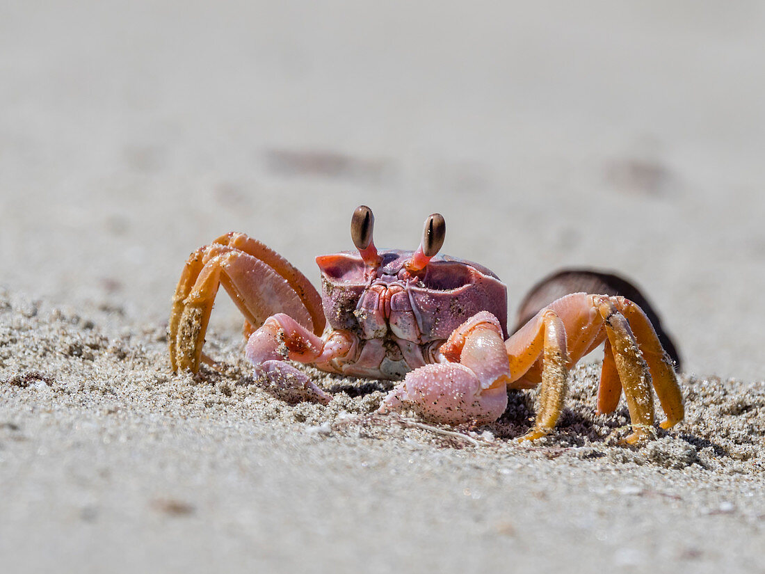 Ghost crab (Ocypode spp), near burrow on Sand Dollar Beach, Magdalena Island, Baja California Sur, Mexico, North America