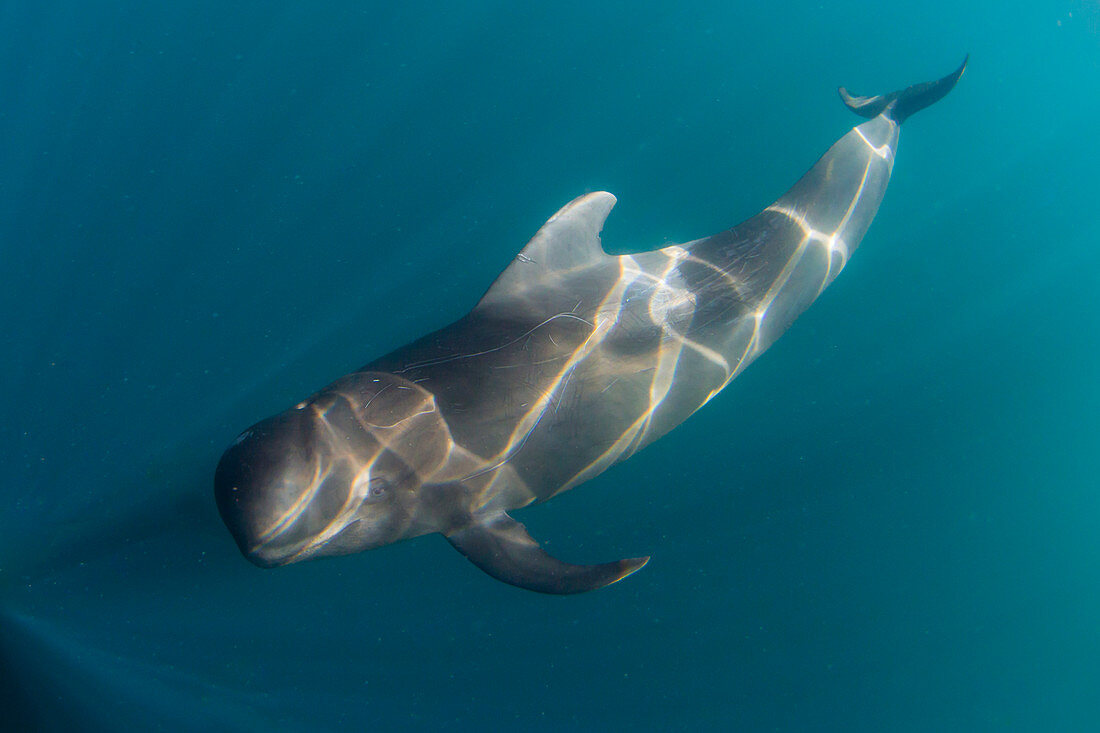 Short-finned pilot whale (Globicephala macrorhynchus), underwater off Isla San Marcos, Baja California Sur, Mexico, North America