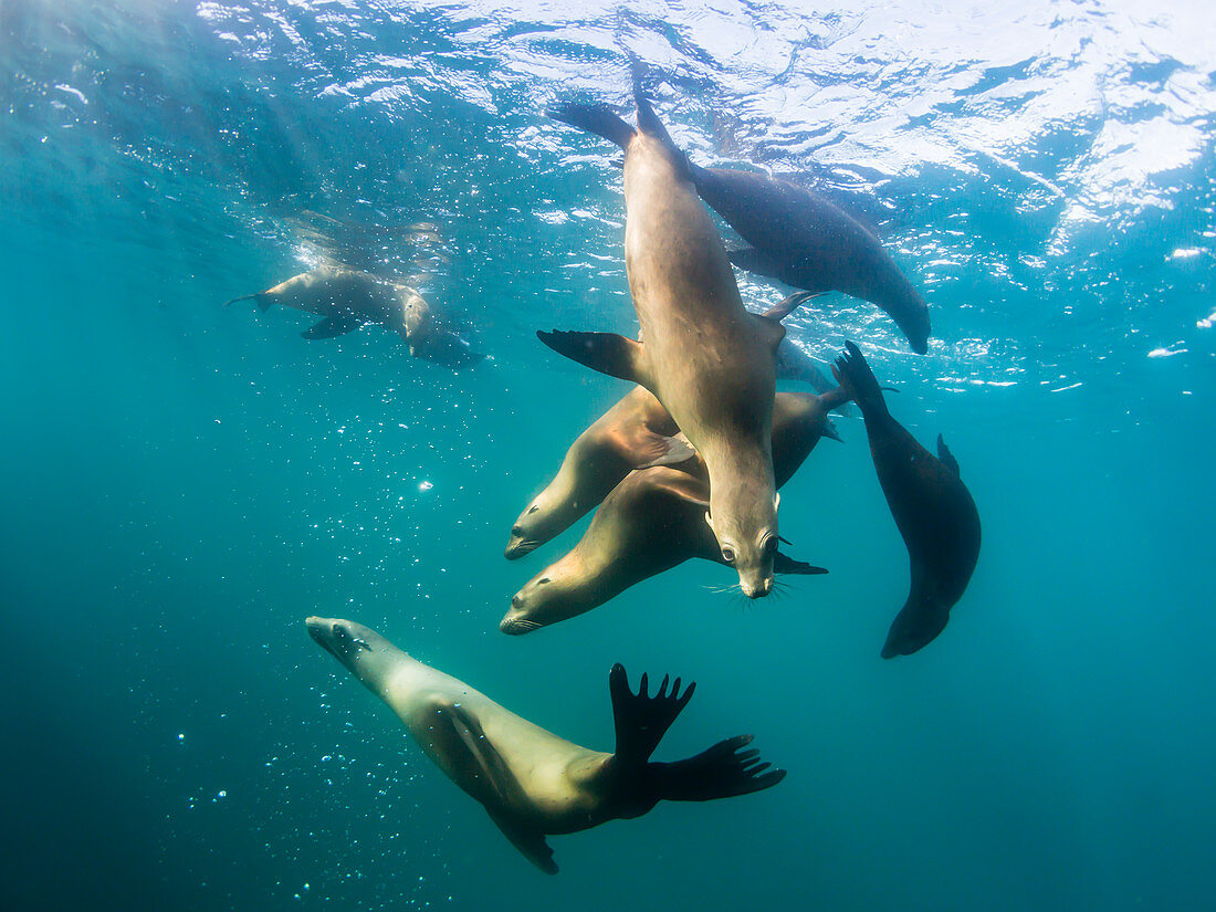 Neugierige kalifornische Seelöwen (Zalophus californianus), unter Wasser bei Los Islotes, Baja California Sur, Mexiko, Nordamerika