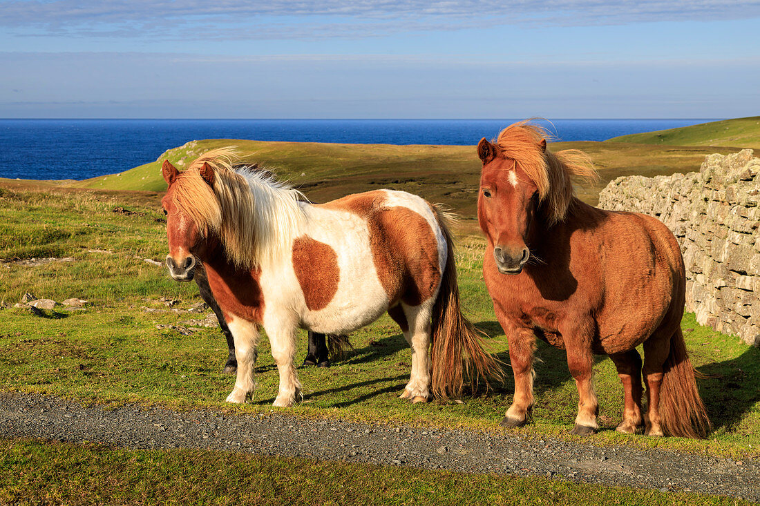 Windgepeitschte Shetlandponys, eine weltberühmte einzigartige und robuste Rasse, Klippen von Northmavine, Festland, Shetlandinseln, Schottland, Großbritannien, Europa