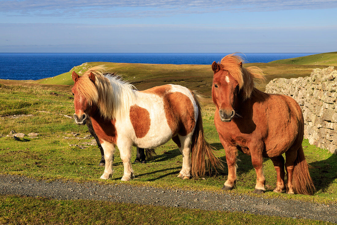 Windswept Shetland Ponies, a world famous unique and hardy breed, cliff tops of Northmavine, Mainland, Shetland Isles, Scotland, United Kingdom, Europe