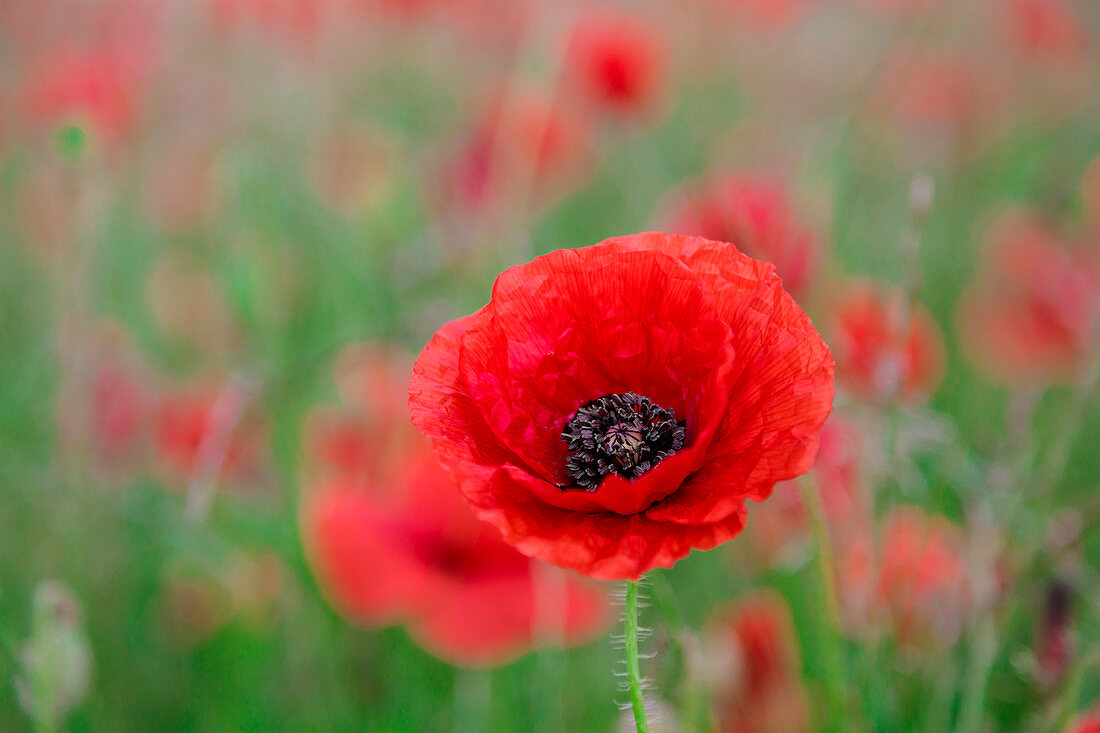 Red poppy, beautiful wild flower portrait, soft light, Peak District National Park, Baslow, Derbyshire, England, United Kingdom, Europe