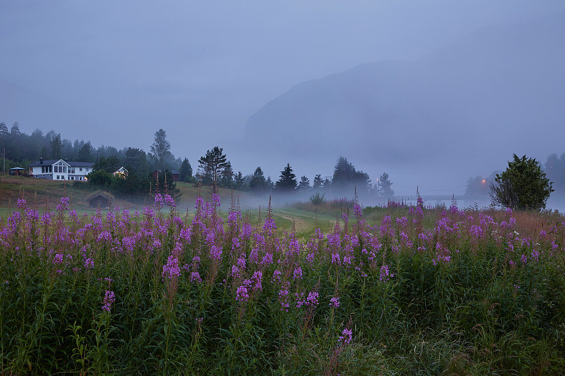 Morgendämmerung an der Otra bei Helle, Rysstad, Setesdalen, Aust-Agder, Norwegen, Europa