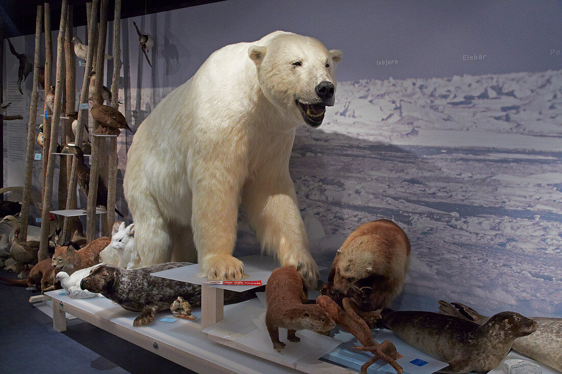 Eisbärenclub, The Royal and Ancient Polar Bear Society, Hammerfest, Insel Kvalöya, Provinz Finnmark, Vest-Finnmark, Norwegen, Europa