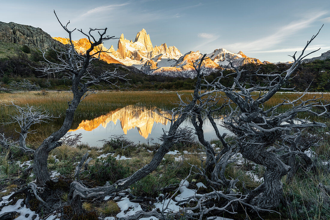 Fitz Roy reflection at dawn from Mirador Fitz Roy, with trees in the foreground, El Chalten,, Los Glaciares National Park, UNESCO World Heritage Site, Santa Cruz province, Argentina, South America