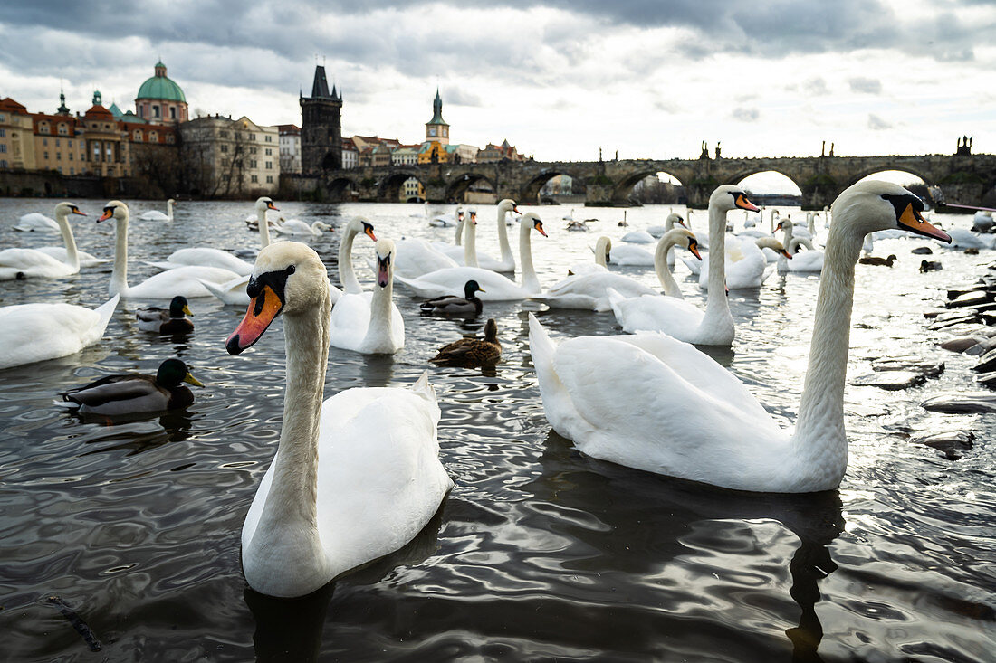 Schwäne versammeln sich am Ufer der Moldau mit Karlsbrücke im Hintergrund, Prag, Tschechische Republik, Europa