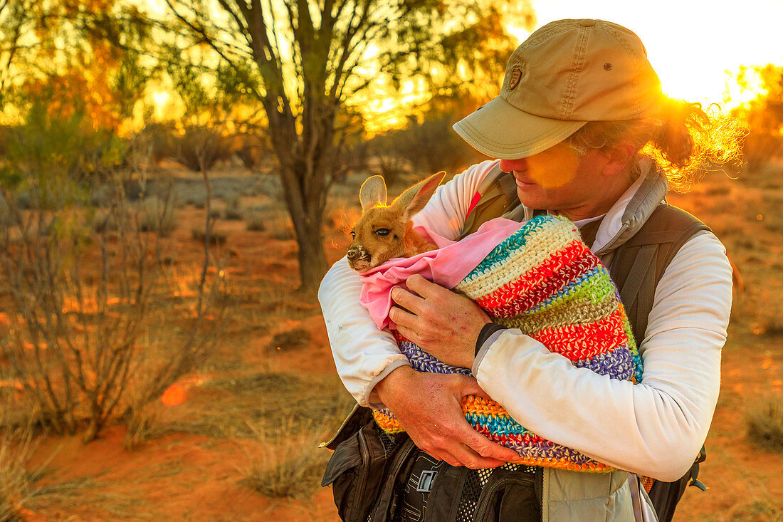 Touristischer Mann hält verwaistes Babykänguru am Sonnenuntergang im australischen Outback, rotes Zentrum, Nordterritorium, Australien, Pazifik
