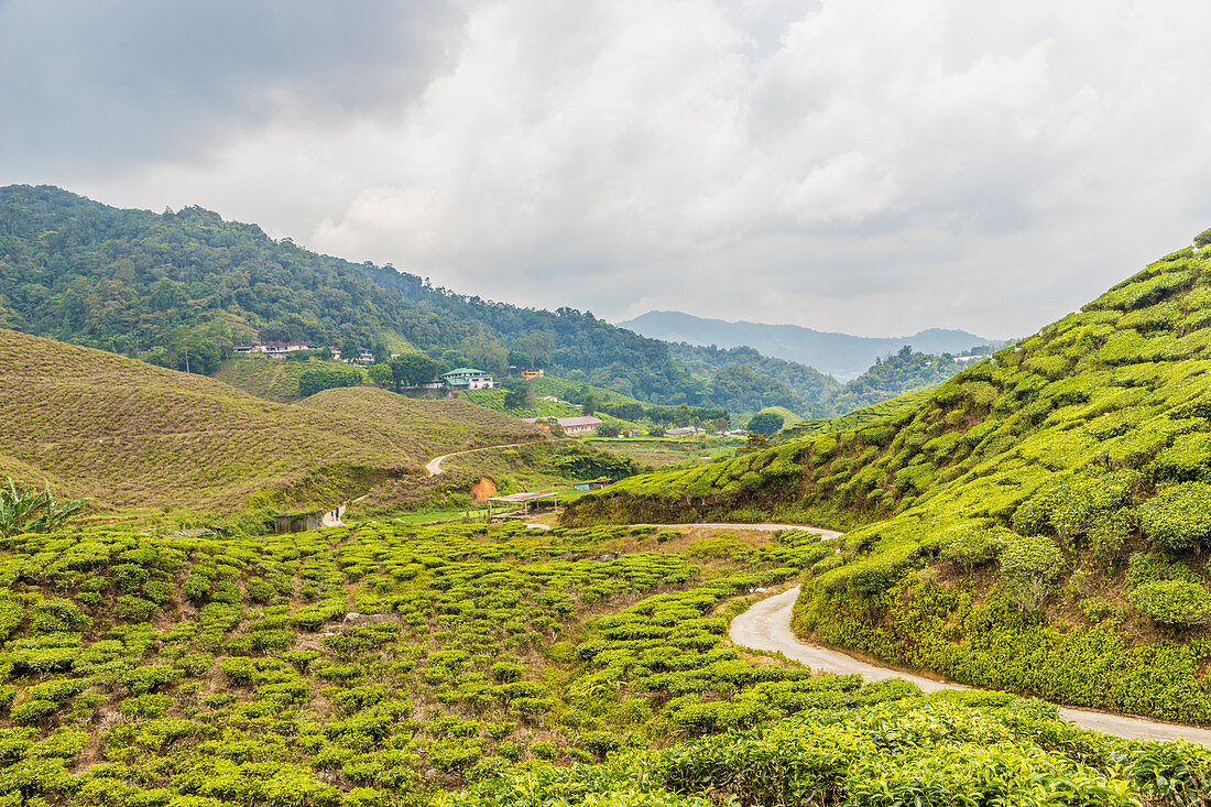 A tea plantation in Cameron Highlands, Pahang, Malaysia, Southeast Asia, Asia