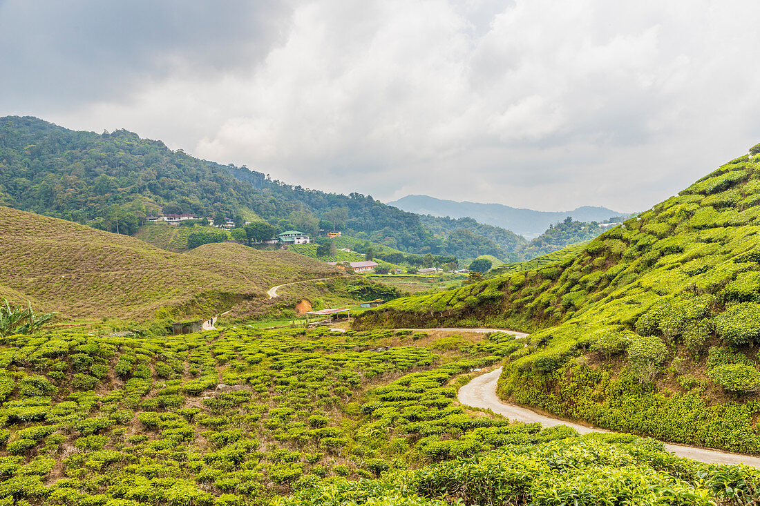 Eine Teeplantage in Cameron Highlands, Pahang, Malaysia, Südostasien, Asien