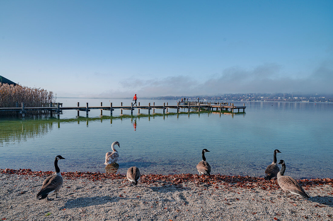 Morgendlicher Blick auf den Badesteg am Starnberger See am Badestrand von Percha, Starnberg, Bayern, Deutschland
