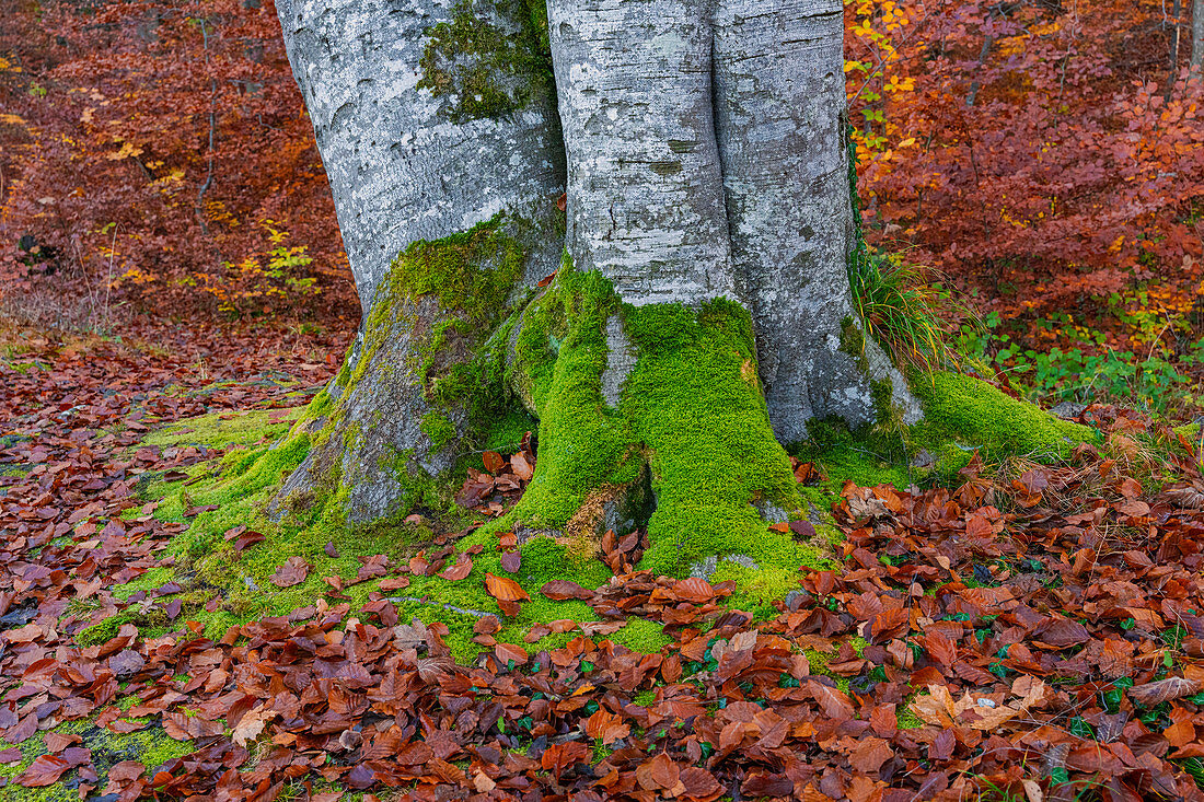 Herbstlicher Waldpark am Konig Ludwig Denkmal, entlang des König-Ludwig-Weges, Starnberger See, Berg, Bayern, Deutschland