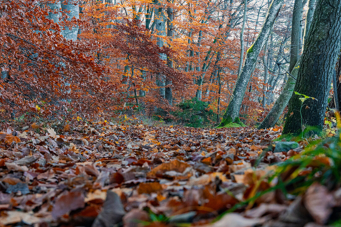 Herbstlicher Waldpark am Konig Ludwig Denkmal, entlang des König-Ludwig-Weges, Starnberger See, Berg, Bayern, Deutschland