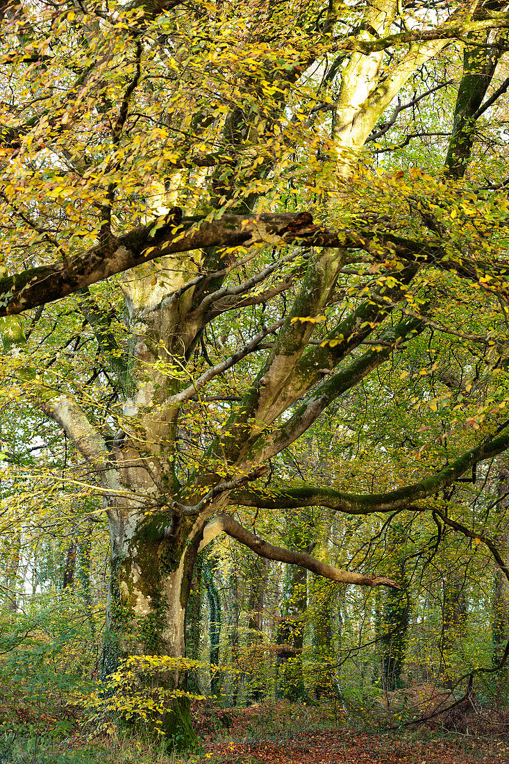 Bunter Herbstwald bei Saint Saveur le Vicomte auf der Cotentin Halbinsel, Normandie, Frankeich