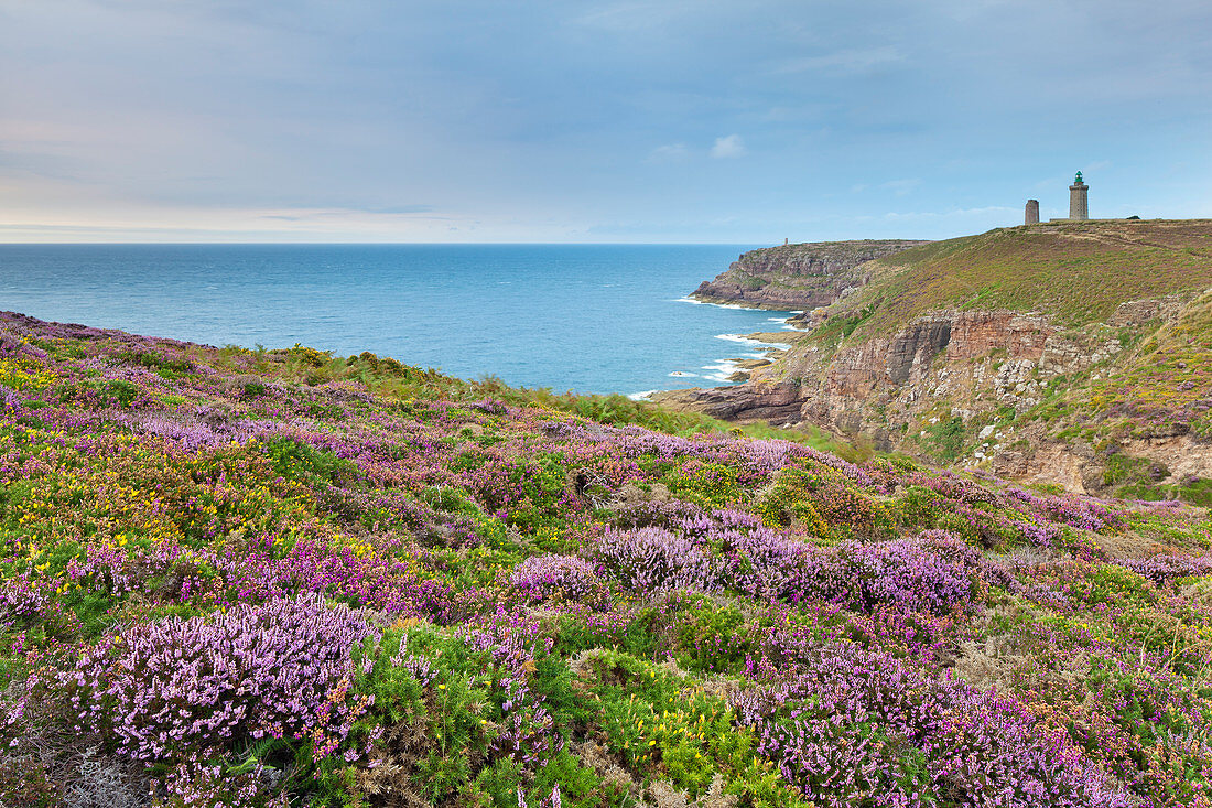 Blooming heathland with sea view and lighthouse at Cap Frehel, Brittany, France.