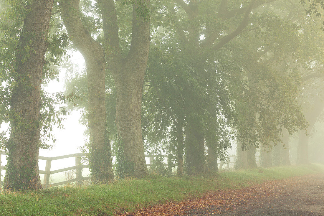 Trees in thick fog along a dirt road in Normandy, France.