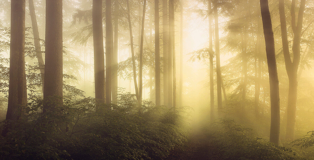 Foggy October morning in the beech forest, Bavaria, Germany