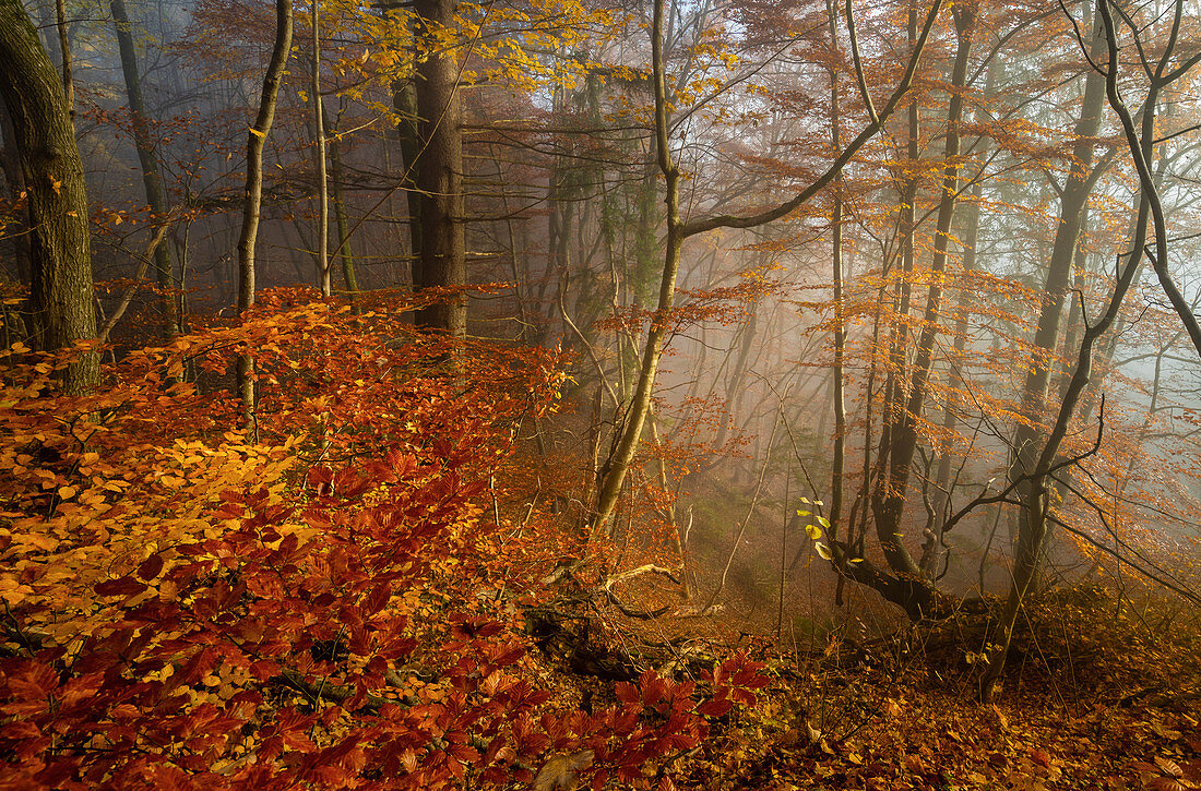 Fog in the beech forest in November, Bavaria, Germany