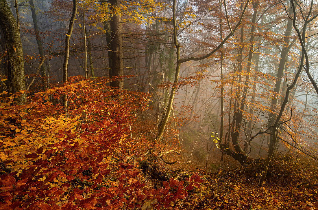 Nebel im Rotbuchenwald im November, Wald in Bayern, Deutschland