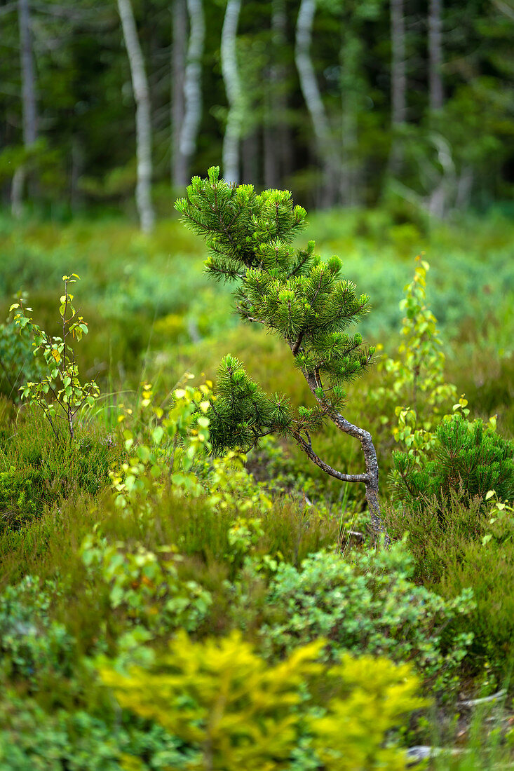 Young pine in summery Murnauer Moos, Murnau, Upper Bavaria, Bavaria, Germany